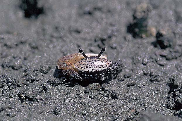 Austruca triangularis photo