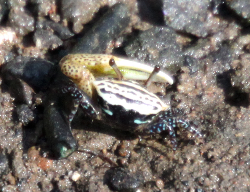 Austruca triangularis photo