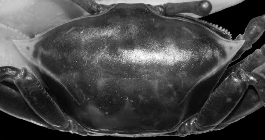 Austruca triangularis photo
