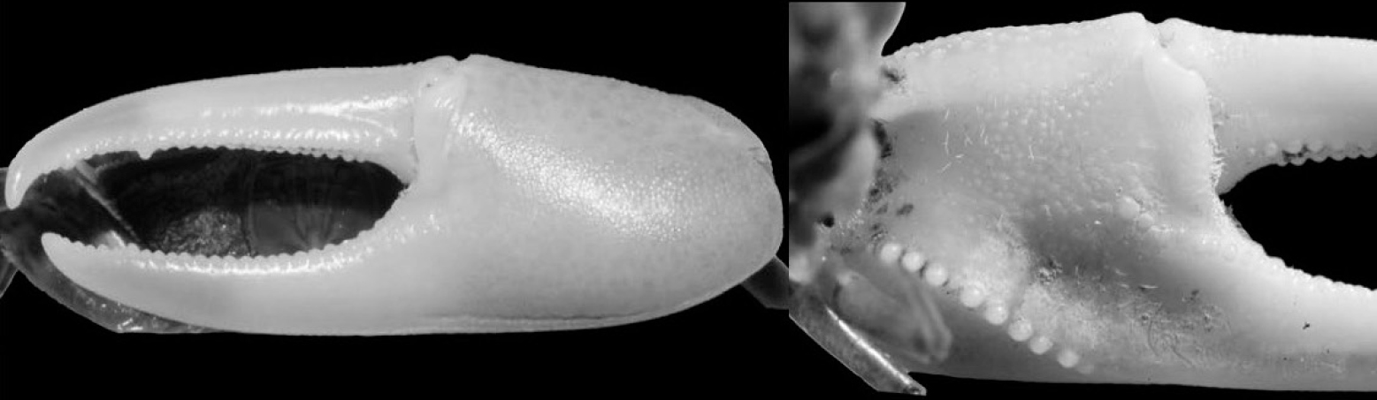 Austruca triangularis photo