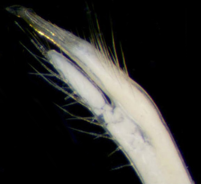 Austruca triangularis photo