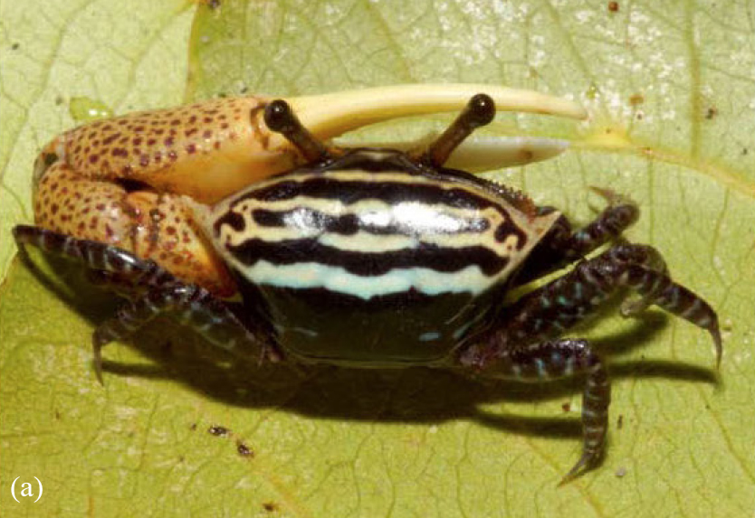 Austruca triangularis photo