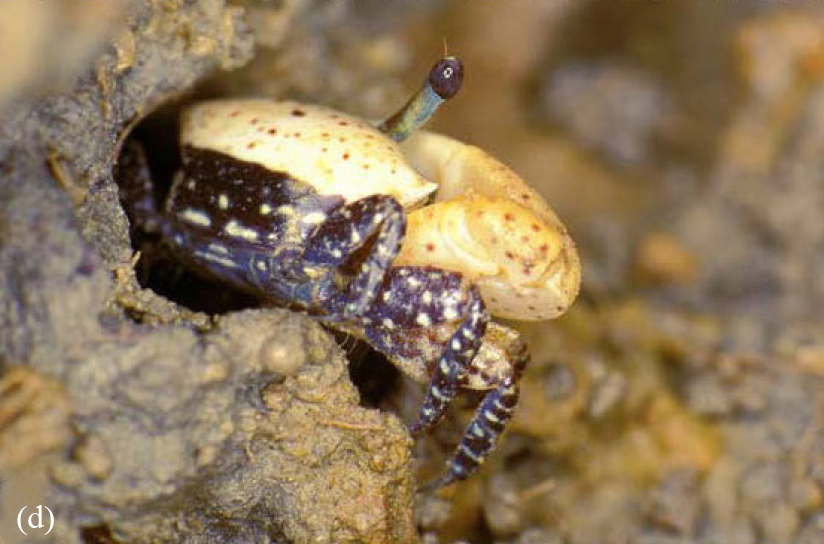 Austruca triangularis photo