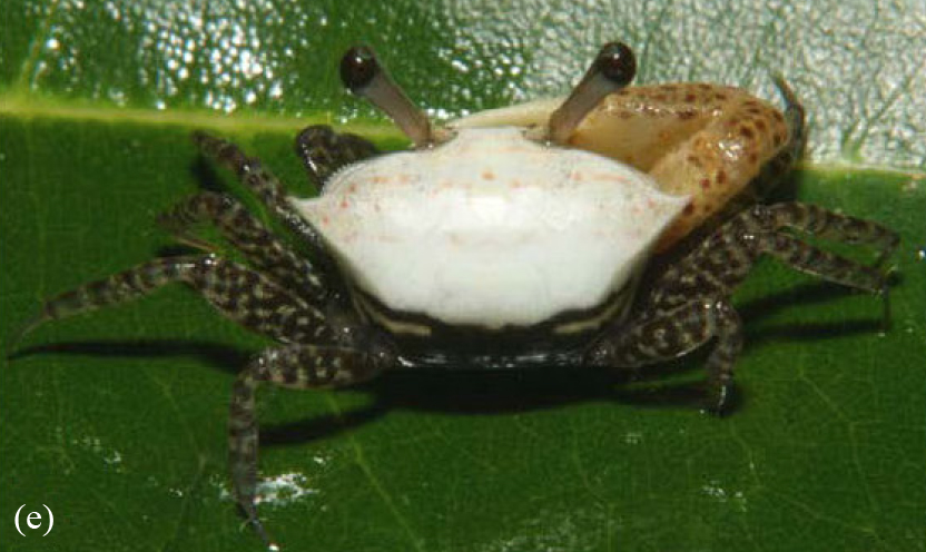 Austruca triangularis photo
