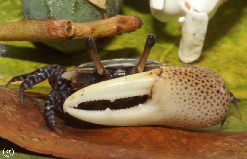 Austruca triangularis photo