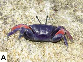Tubuca typhoni thumbnail