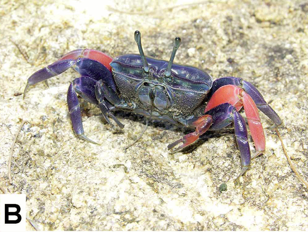 Tubuca typhoni photo