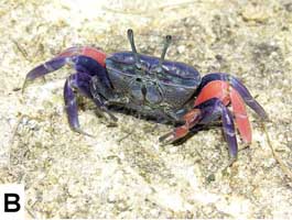 Tubuca typhoni thumbnail
