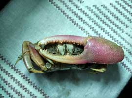 Tubuca typhoni thumbnail