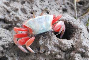 Tubuca typhoni thumbnail