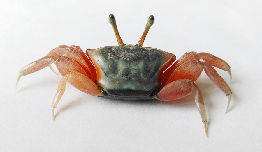 Tubuca typhoni photo