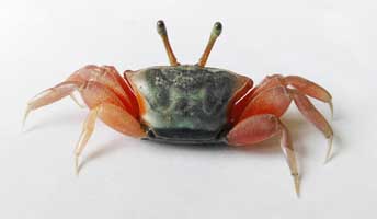 Tubuca typhoni thumbnail