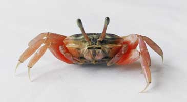Tubuca typhoni thumbnail
