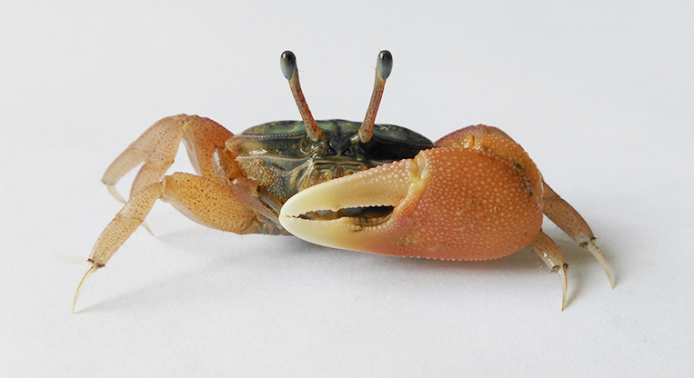Tubuca typhoni photo