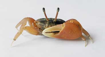 Tubuca typhoni thumbnail