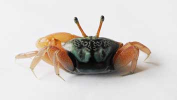 Tubuca typhoni thumbnail