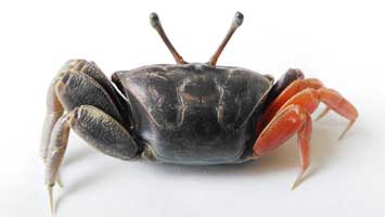 Tubuca typhoni thumbnail