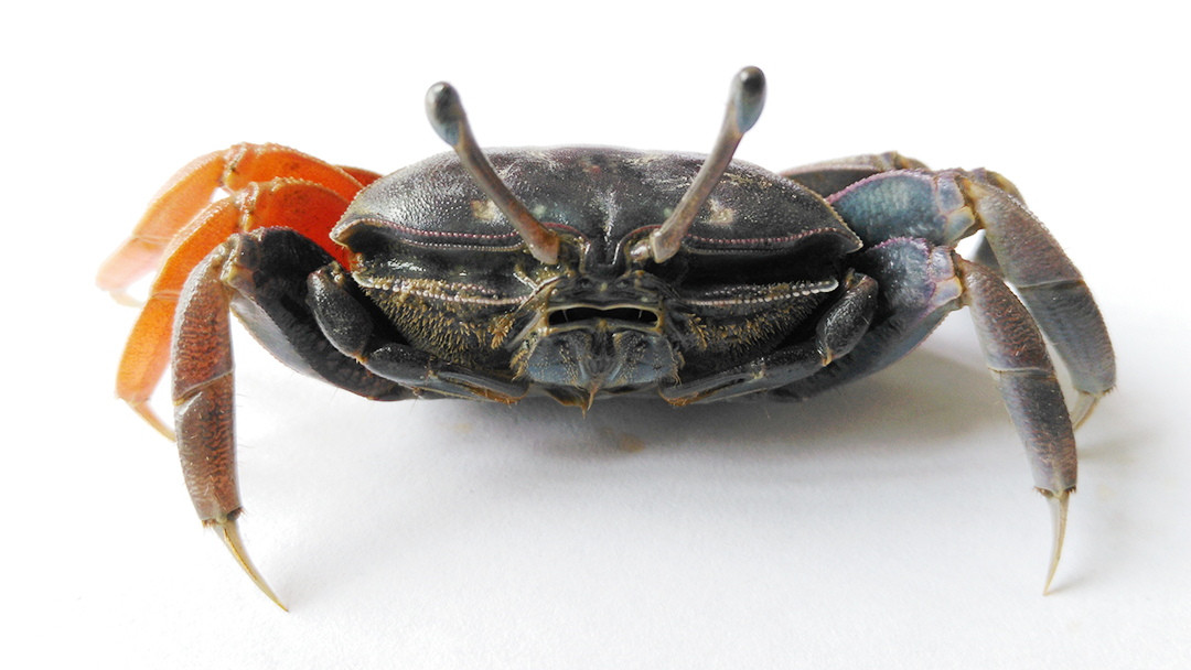Tubuca typhoni photo