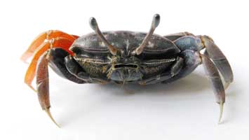 Tubuca typhoni thumbnail