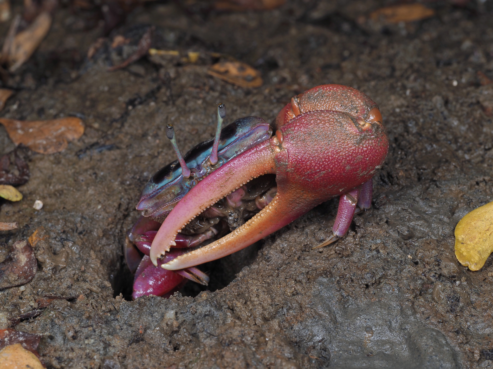 Tubuca typhoni