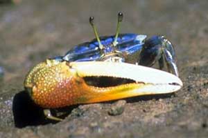 Tubuca urvillei thumbnail