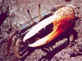 Tubuca urvillei thumbnail