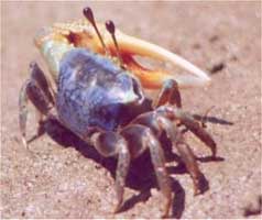 Tubuca urvillei thumbnail