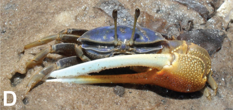 Tubuca urvillei photo