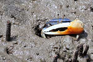 Tubuca urvillei thumbnail
