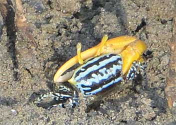 Austruca variegata thumbnail