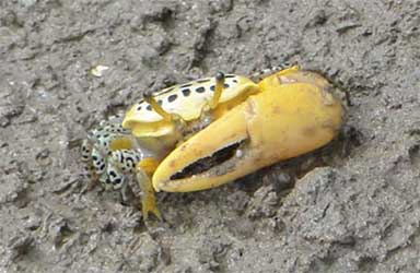 Austruca variegata thumbnail