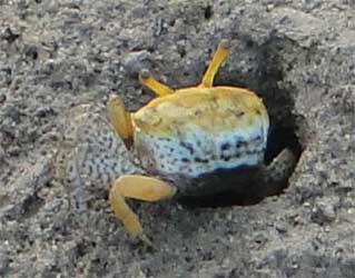 Austruca variegata thumbnail