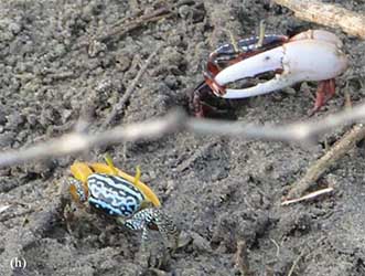 Austruca variegata thumbnail